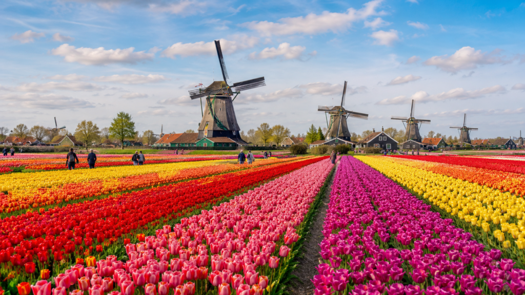 Tulip fields in the Netherlands during spring